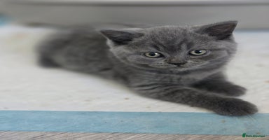 British Shorthair cats - Advert 2