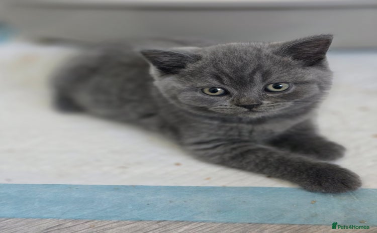 British Shorthair cats - Advert 2