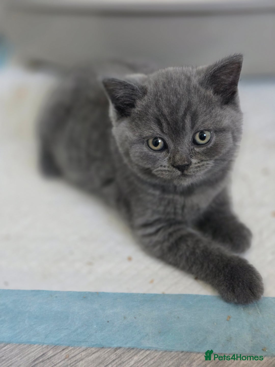 British Shorthair cats for sale: Tica registered British shorthair, ready now! - Image 3