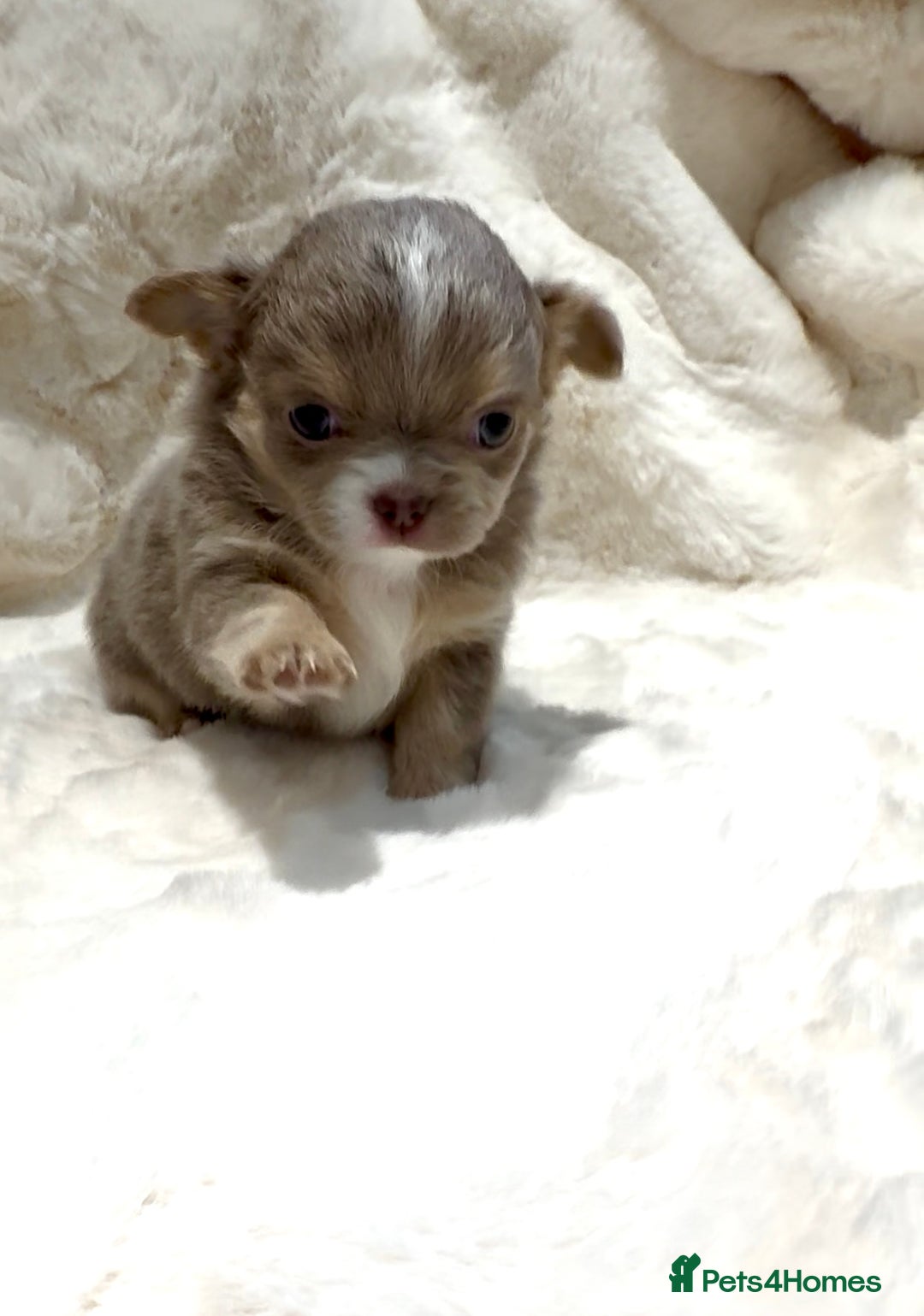 Chihuahua dogs for sale: QUALITY LONG COAT KC CHIHUAHUA PUPPIES  - Advert 7