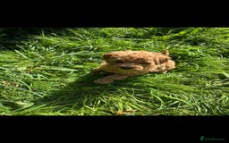Toy Poodle dogs for sale:  High Quality KC Registered Red Toy Poodle Puppies - Image 14