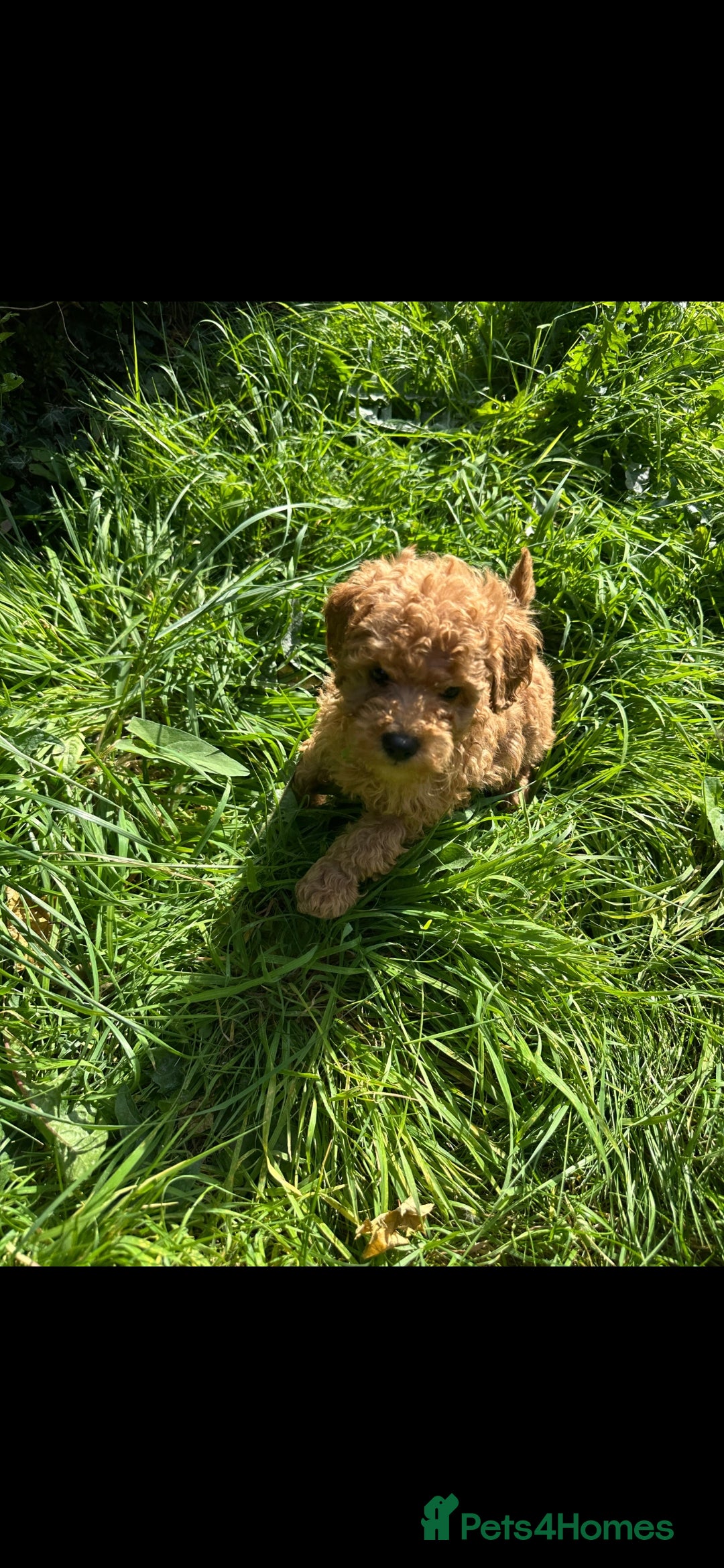 Toy Poodle dogs for sale:  High Quality KC Registered Red Toy Poodle Puppies - Image 14
