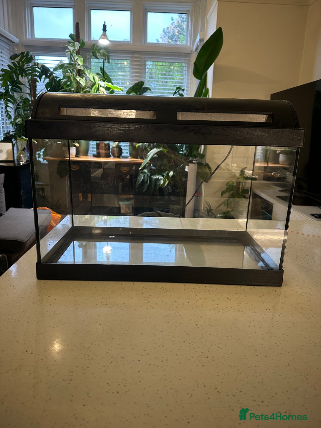 Angelfish fish for sale: Fish tank starter kit - Advert 2