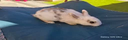 Dutch rabbits for sale: Adorable cute bunnies, male and female  - Advert 3