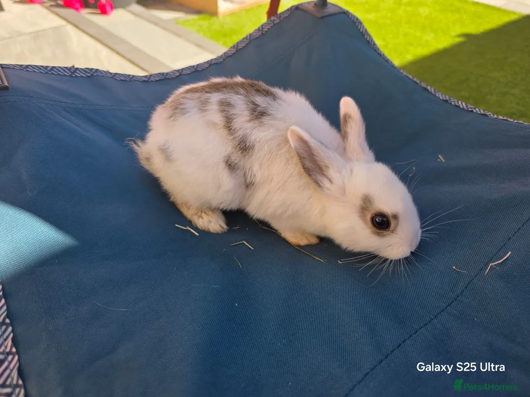 Dutch rabbits for sale: Adorable cute bunnies, male and female  - Advert 3