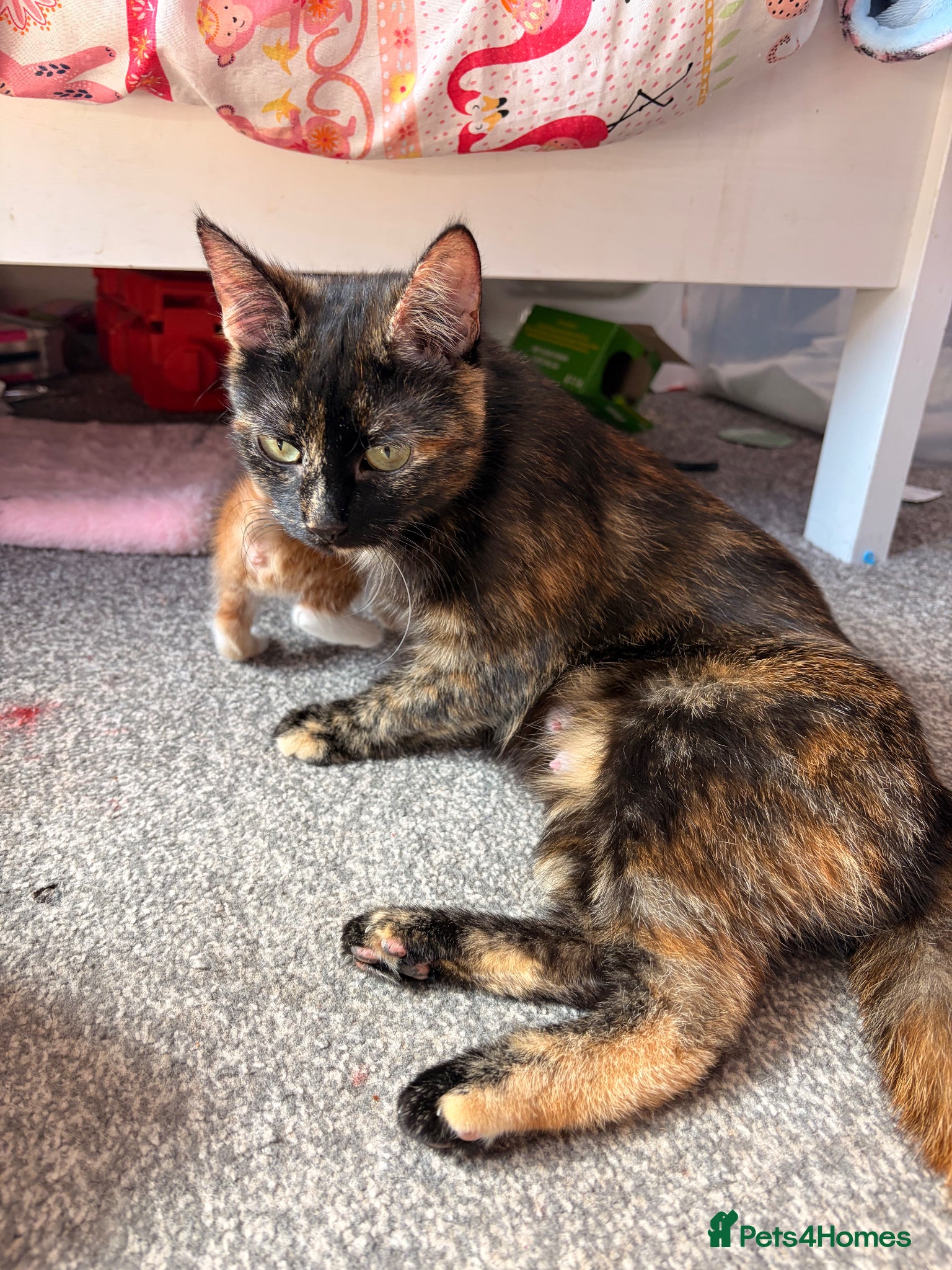 Mixed Breed cats KITTENS NEEDING HOMES ASAP!  - Advert 1