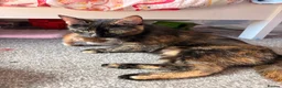 Mixed Breed cats for sale: KITTENS NEEDING HOMES ASAP!  - Advert 1