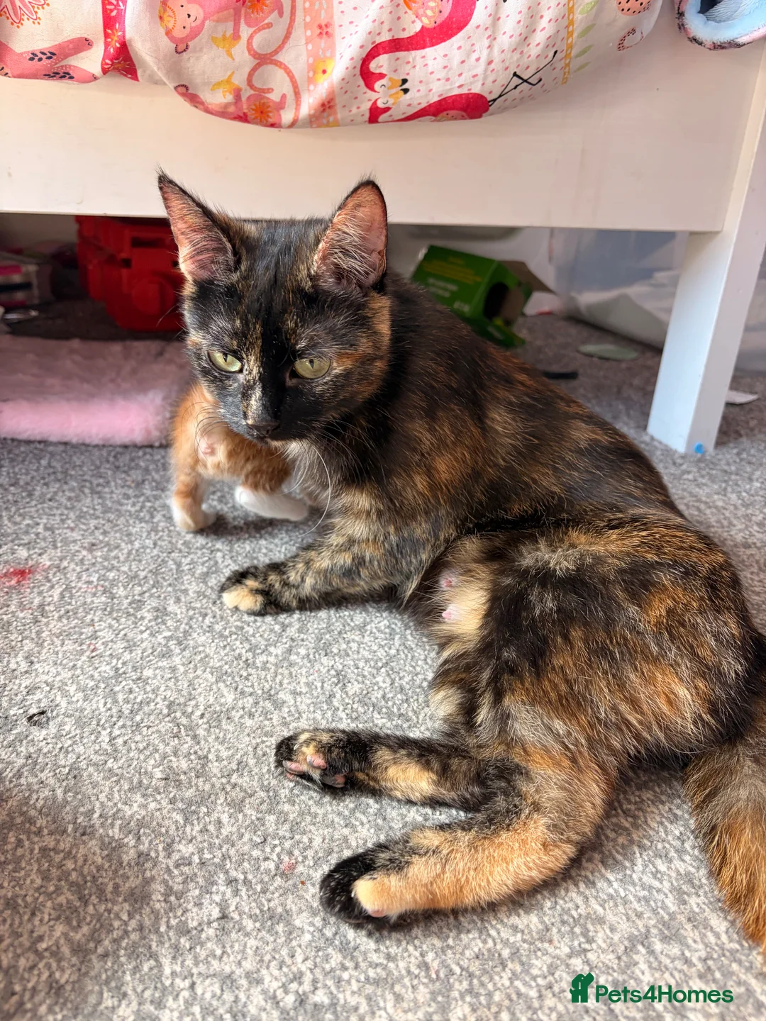 Mixed Breed cats for sale: KITTENS NEEDING HOMES ASAP!  - Advert 1