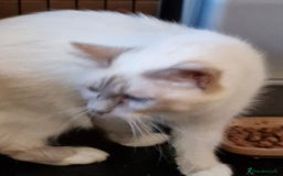 Burmese cats for sale: Birman cross kittens for sale - Image 2