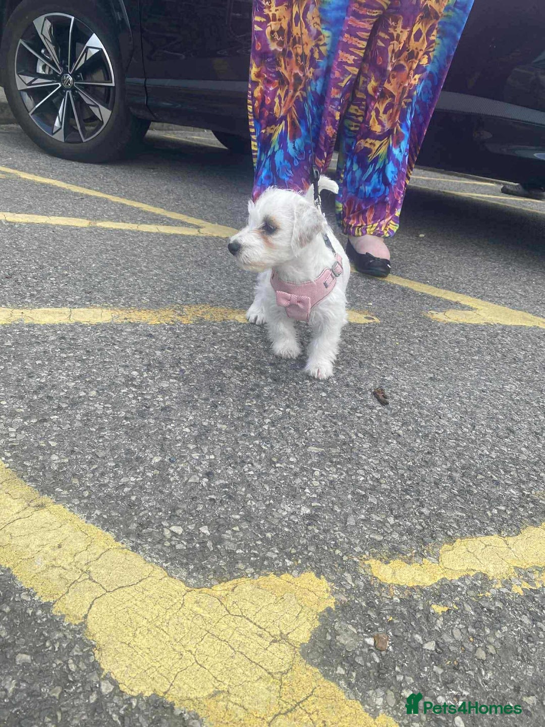 Mixed Breed dogs for sale: Female westiepoo  - Image 9