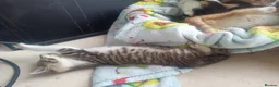 Mixed Breed cats for sale: Litter of 5 kittens  - Advert 4