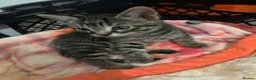 British Shorthair cats for sale: 4 adorable kittens looking for loving homes - Advert 19