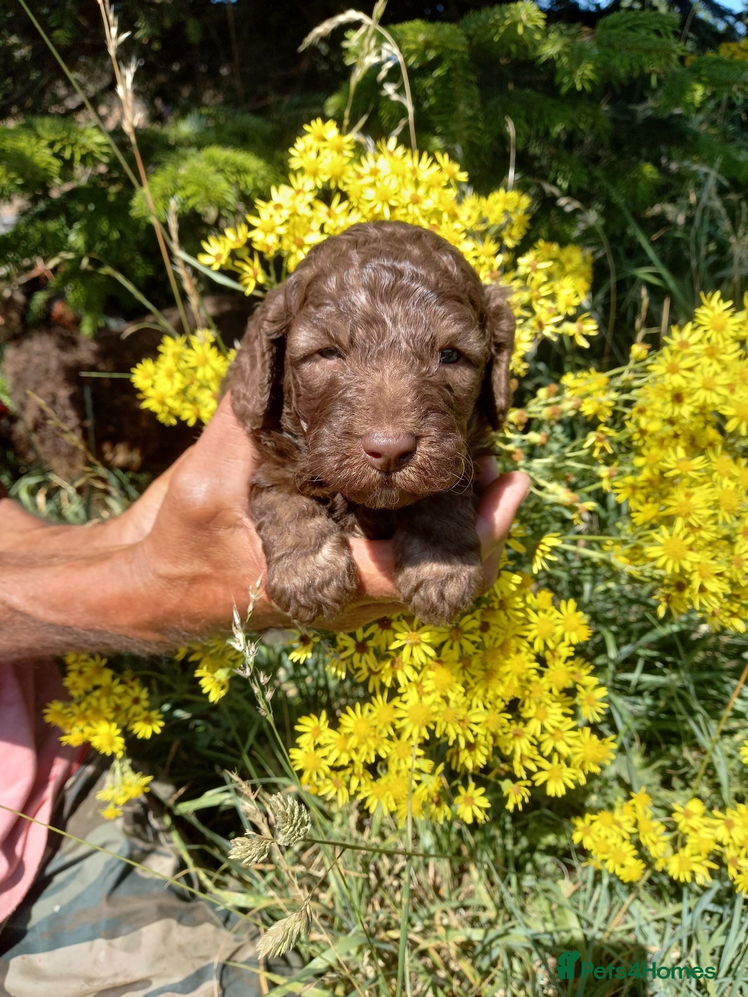 Labradoodle dogs 😃Straightforward, respectful,decisive buyers only - Advert 2