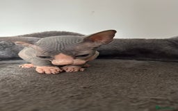 Sphynx cats for sale: Amazing colour Sphynx - Image 14