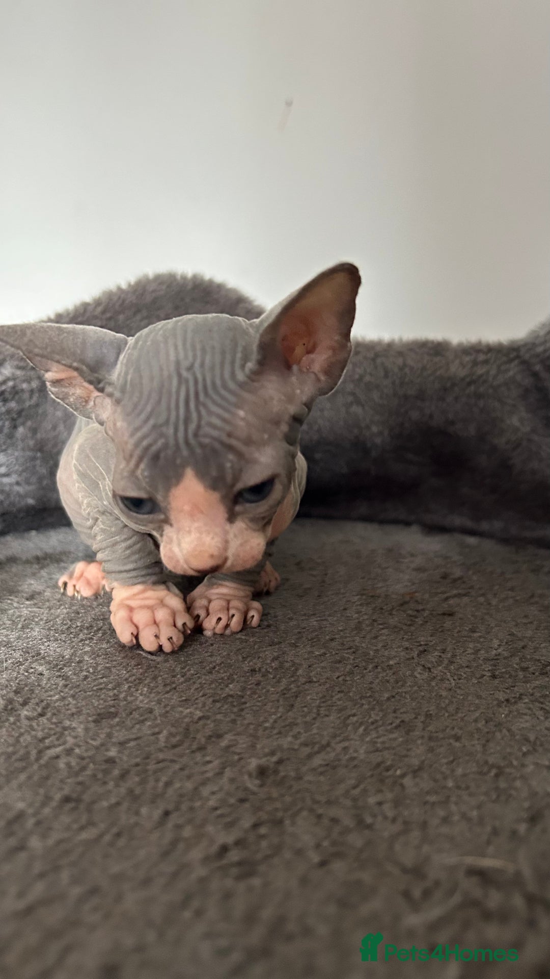 Sphynx cats for sale: Amazing colour Sphynx - Image 14