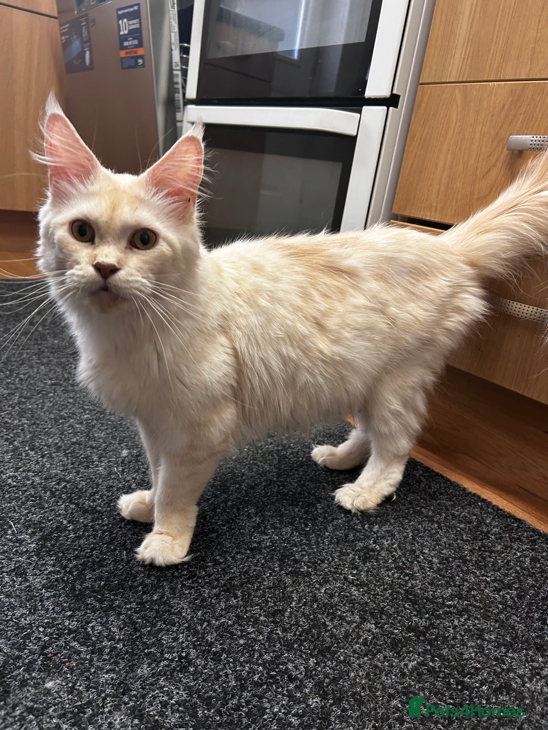 Maine Coon cats for sale: Maine coon girls - Image 13