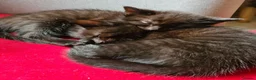 Mixed Breed cats for sale: Maine coon x Bengal  in Maybole - Advert 13