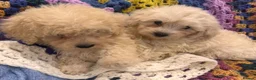 Shihpoo dogs for sale: Cute Shihpoo Puppies Shih Tzu X Poodle  - Advert 14