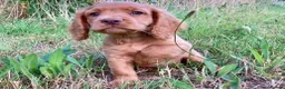 Cocker Spaniel dogs for sale: Male Cocker Spaniel puppy - Advert 1