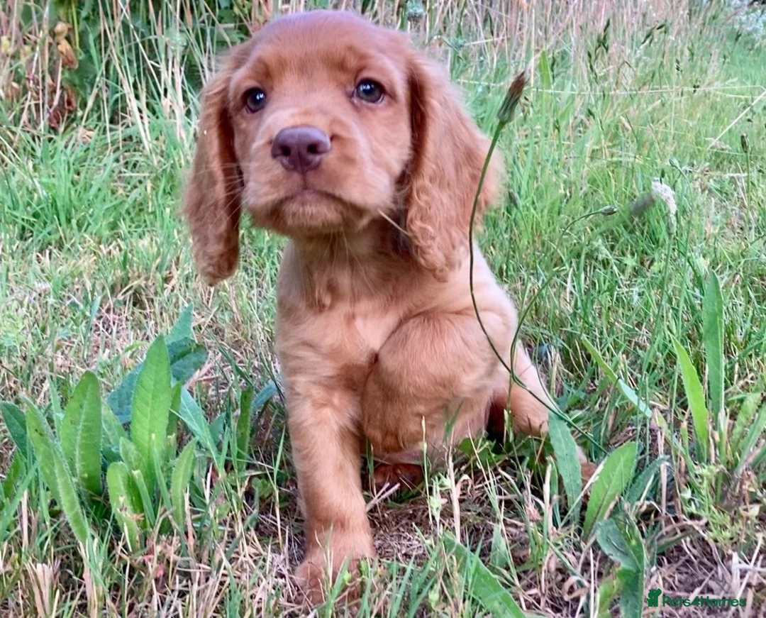 Cocker Spaniel dogs for sale: Male Cocker Spaniel puppy - Advert 1