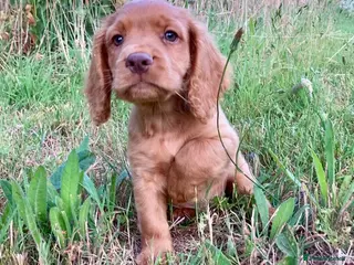 Cocker Spaniel dogs Male Cocker Spaniel puppy - Advert 3