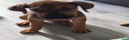Mixed Breed dogs for sale: URGENT LAST 3 FEMALES LEFT!! Great Rottie Puppies - Advert 14
