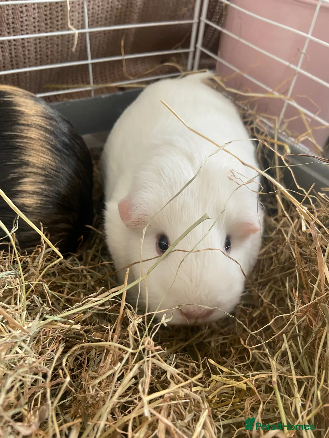 Guinea Pig rodents for sale: Chichester- 2 female guinea pigs for sale £30  in Chichester - Advert 2