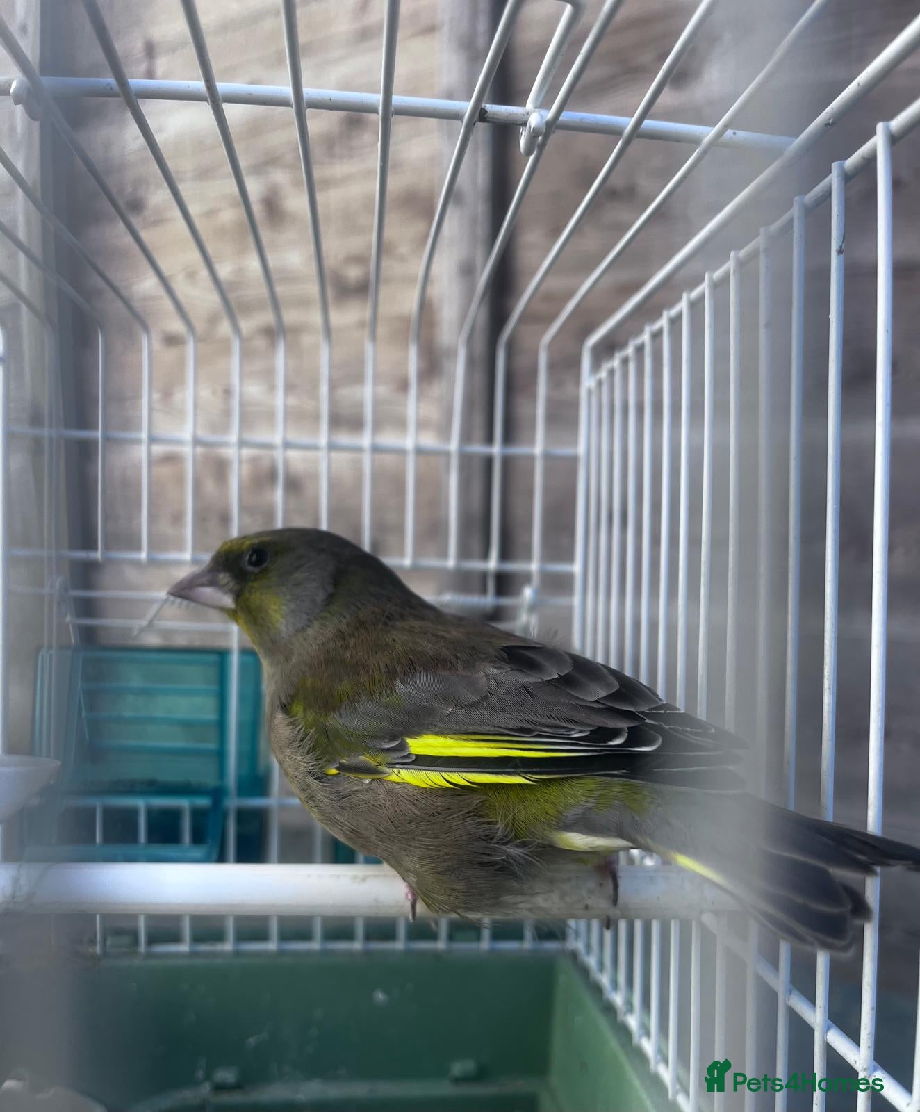 Finches birds European Green Finch  - Advert 4