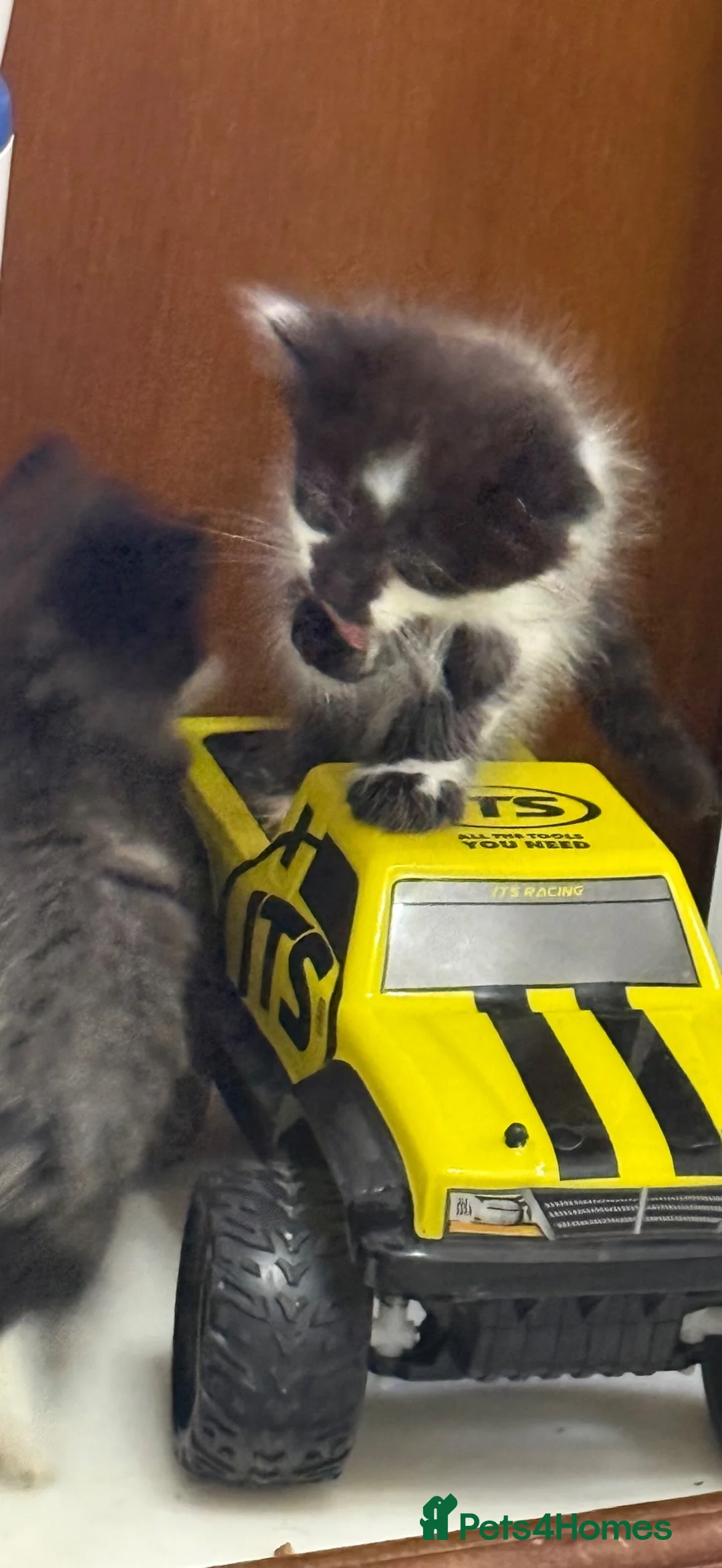 Mixed Breed cats for sale: Three kittens For Sale  in Dagenham - Advert 21