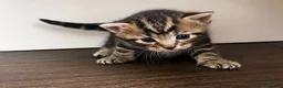 Bengal cats for sale: Bengal Kittens Looking for Their Forever Homes  - Advert 22