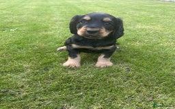 Cocker Spaniel dogs for sale: Cocker spaniel puppies - Image 20