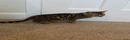 Mixed Breed cats for sale: Bengal x kittens  - Advert 12