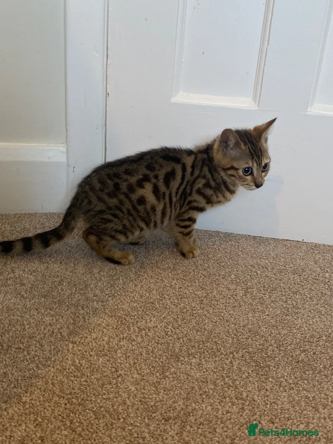 Mixed Breed cats for sale: Bengal x kittens  - Advert 12