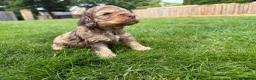 Cockapoo dogs for sale: Licensed Chocolate & Merle Cockapoo Puppies - Advert 3