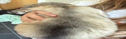 Alaskan Malamute dogs for sale: Alaskian malamute puppies  - Advert 18