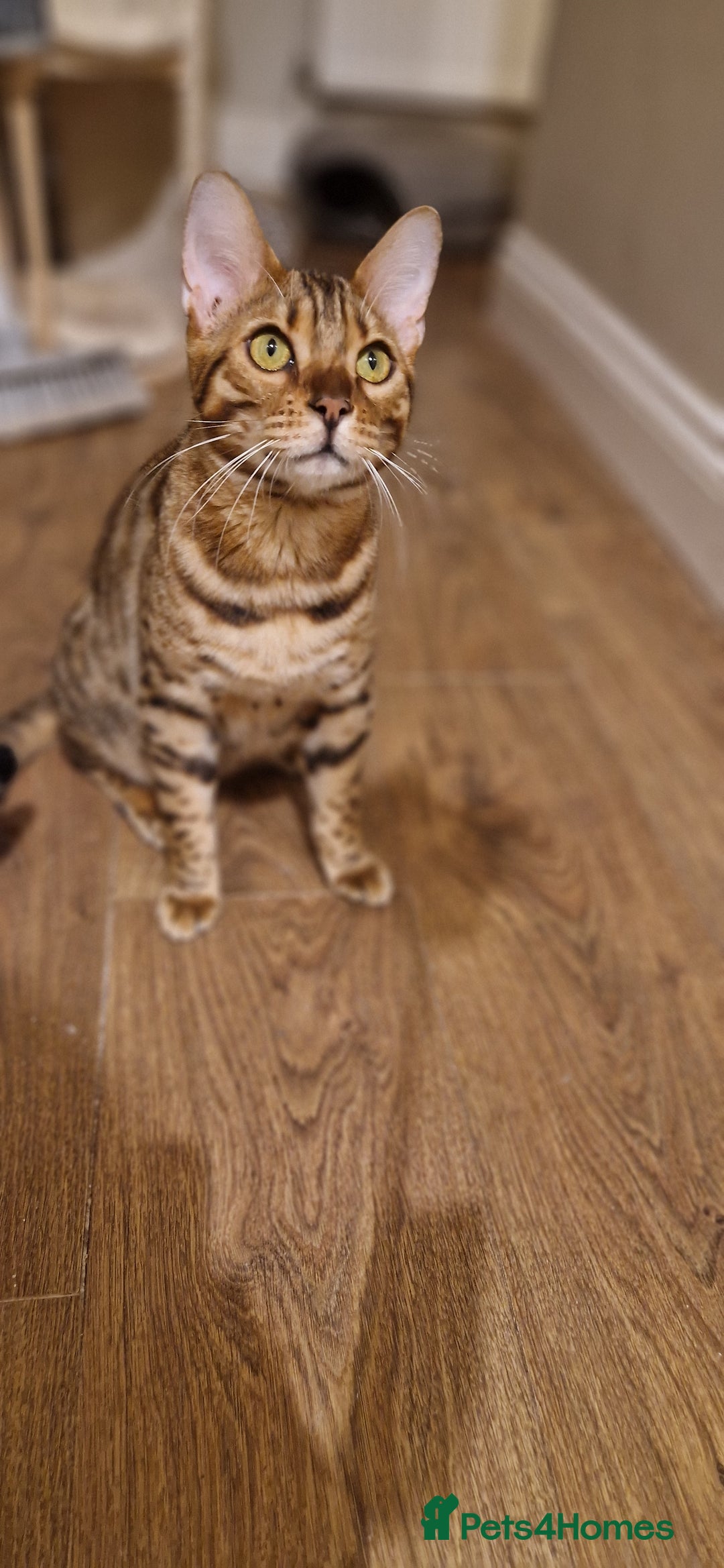 Bengal cats for sale: Pure Bengal Boy❤️ - Advert 1