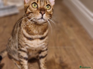 Bengal cats Pure Bengal Boy❤️ - Advert 3