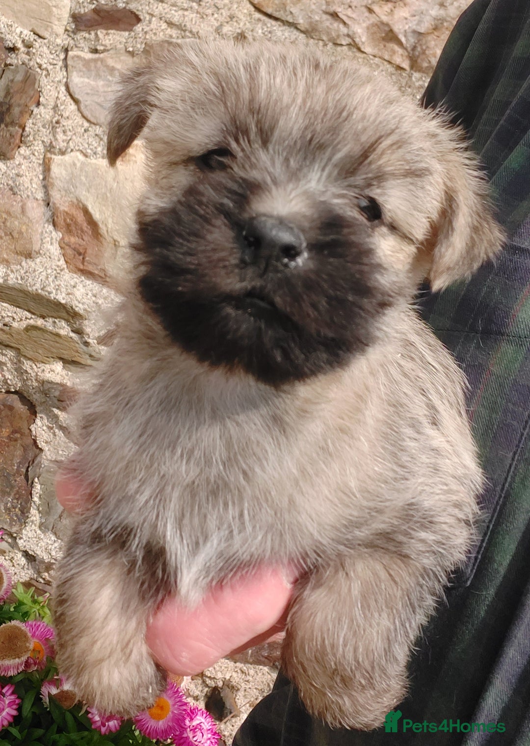 Cairn Terrier dogs for sale: Cairn Puppies  - Image 5