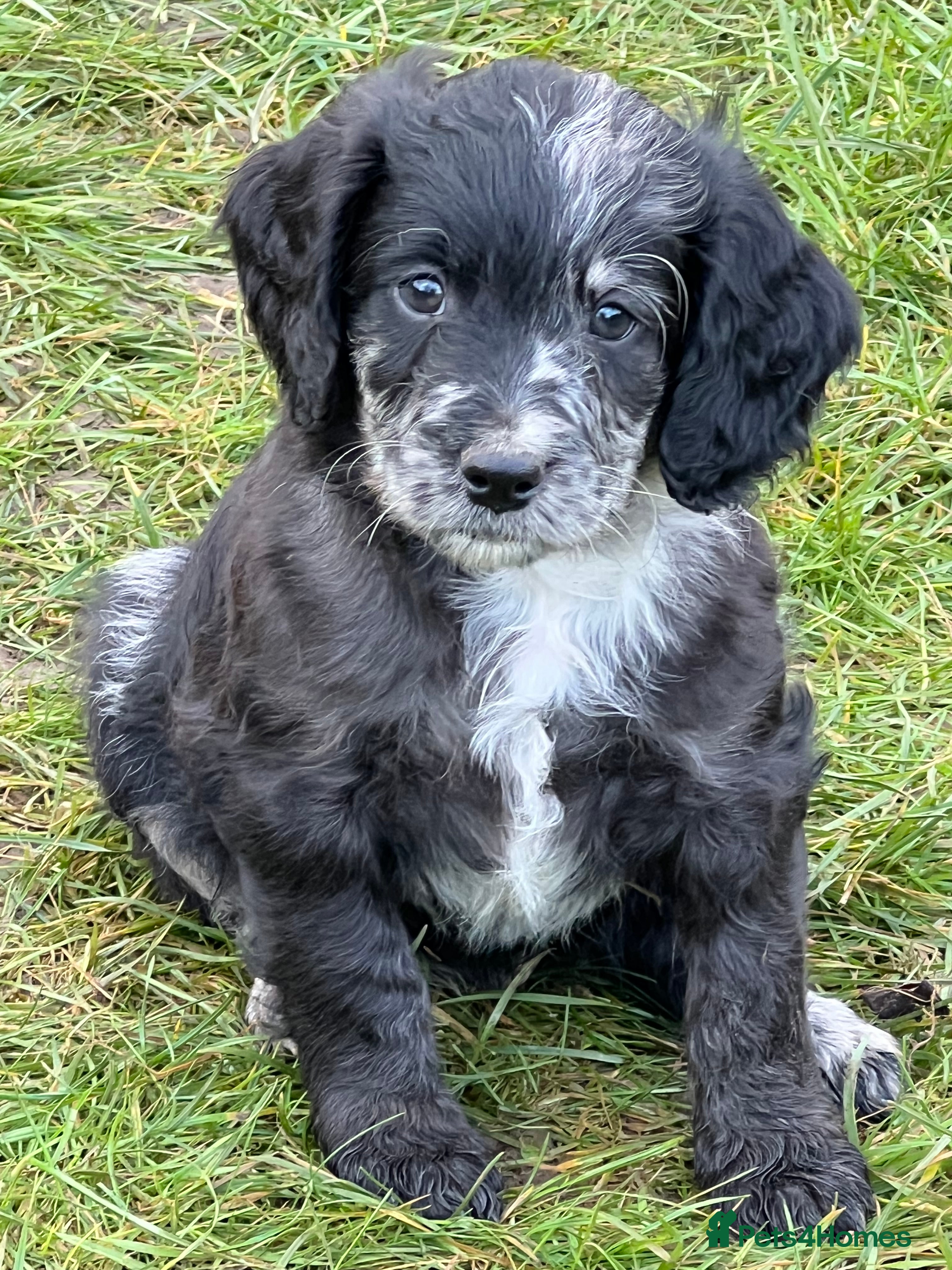 Sproodle dogs Merle F1 Sproodle boy 5⭐️Licenced Breeder full DNA - Advert 3