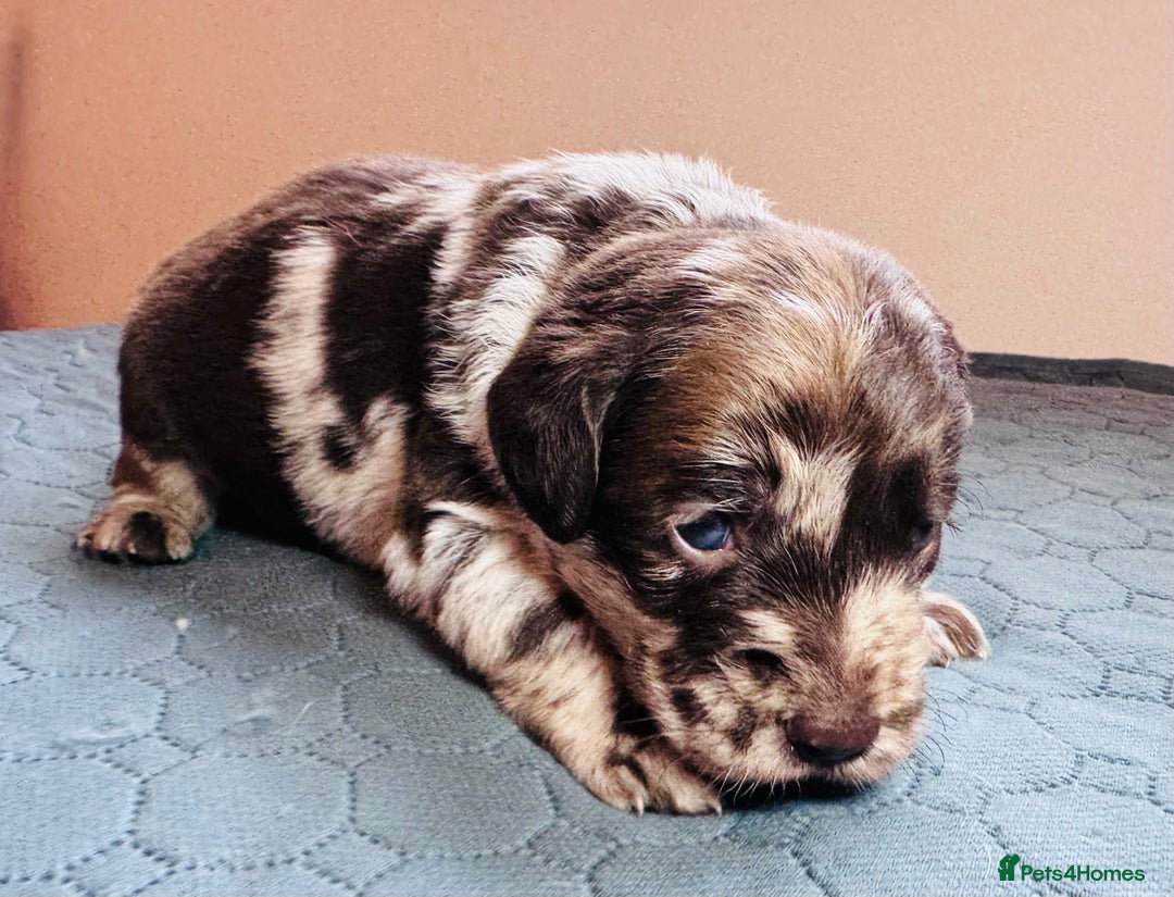 Labradoodle dogs for sale: Chocolate & chocolate Merle Miniature Labradoodles - Advert 3