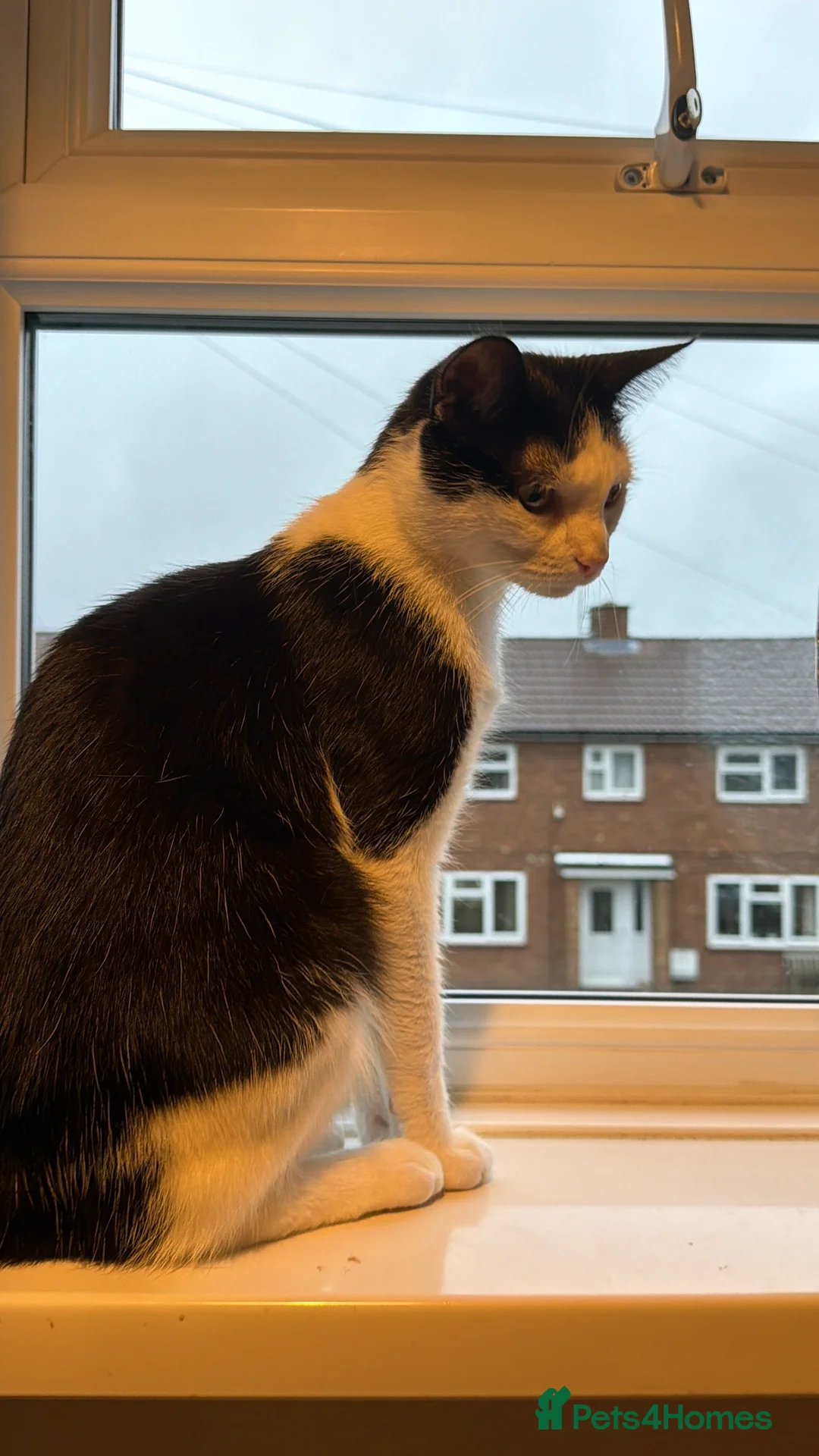 Mixed Breed cats for sale: Stunning Zora black girl need home  - Advert 2