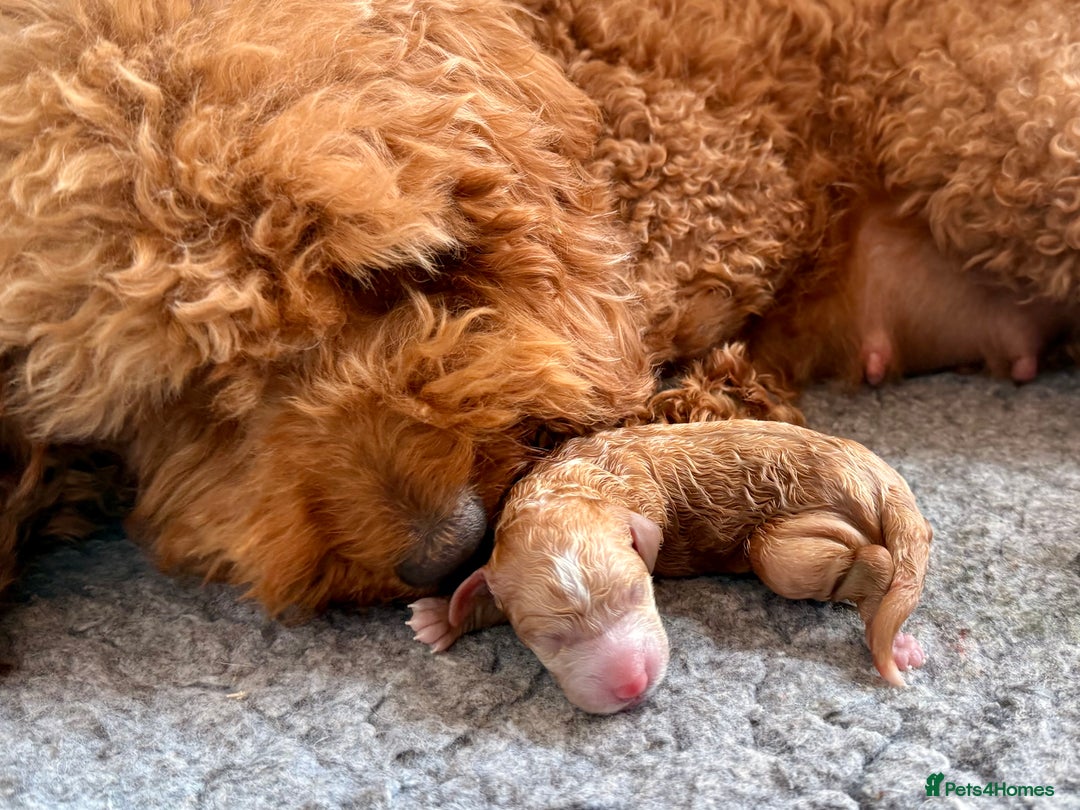 Mixed Breed dogs for sale: ❤️Teddy- Australian Golden Double Doodle ❤️ - Advert 4