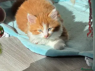 Mixed Breed cats Beautiful ginger and white half Maine coon kitten - Advert 8