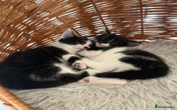 Mixed Breed cats for sale: 3 kittens available  - Image 4