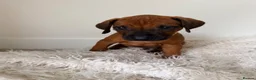 Rhodesian Ridgeback dogs for sale: Outstanding Rhodesian Ridgeback puppies ready 4wk - Advert 15