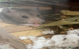Hamster rodents for sale: Female Syrian to rehome.  - Image 3
