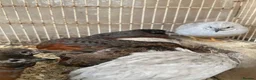 Mixed Breed poultry for sale: Beautiful Quals and Quals and chicken - Advert 20