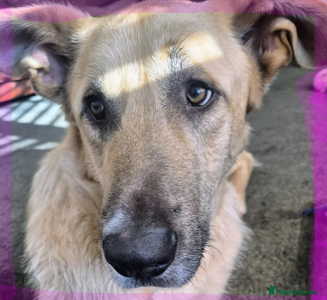 Mixed Breed dogs for adoption: Youthful gentle Balto (Newquay Cornwall) in Exeter - Advert 1