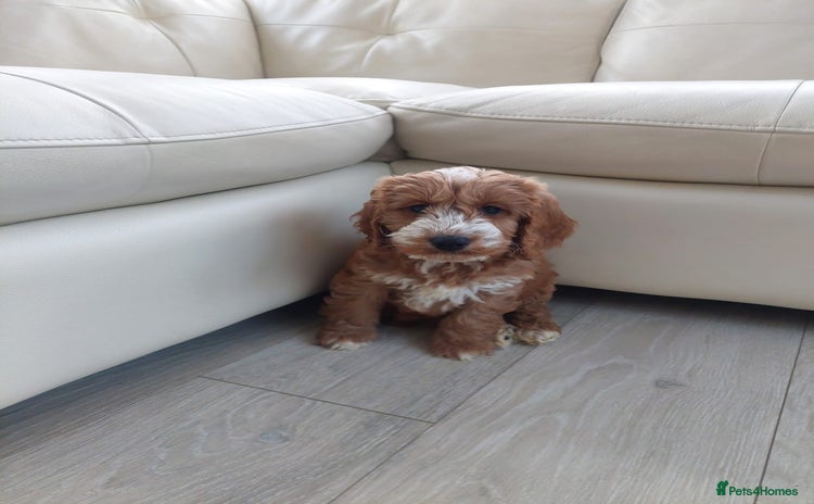 Cockapoo dogs - Advert 13