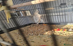 Cockatiels birds for sale: Cockatiel white - Image 2